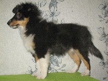 puppies
