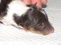 puppies