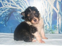 puppies