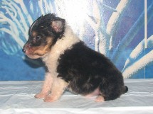 puppies