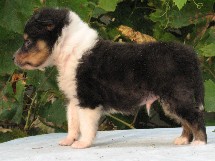 puppies