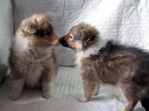 puppies