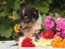 puppies