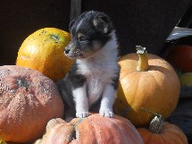 puppies