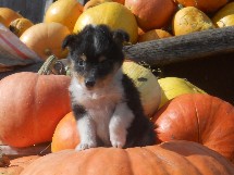 puppies
