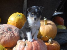 puppies