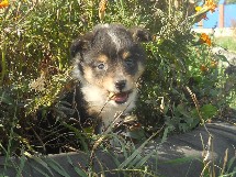 puppies