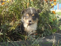 puppies