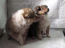 puppies