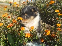 puppies