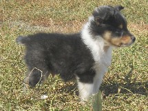 puppies