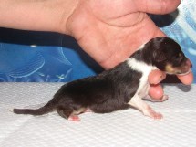 puppies