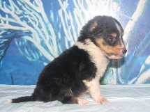 puppies