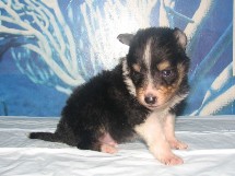puppies