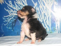 puppies