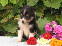 puppies