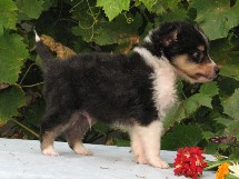 puppies