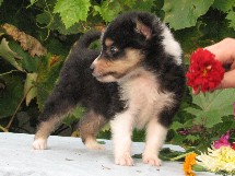 puppies