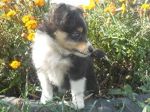 puppies