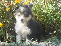 puppies