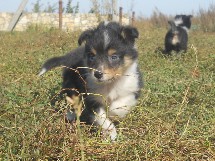 puppies