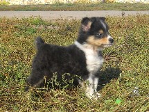 puppies