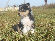 puppies