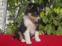 puppies