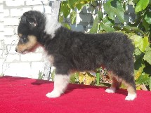 puppies