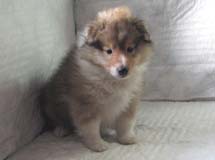 puppies