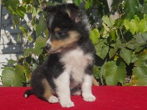 puppies