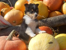 puppies