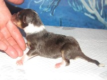 puppies