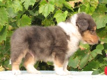 puppies