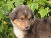 puppies