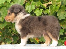 puppies