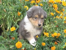 puppies