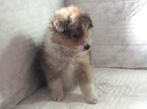 puppies