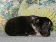 puppies