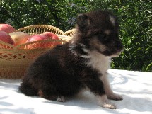 puppies