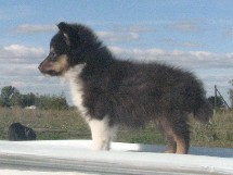 puppies