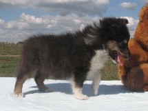 puppies