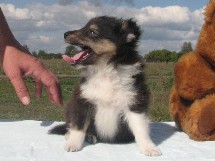 puppies