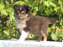 puppies