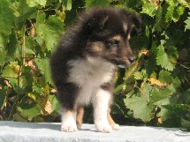 puppies