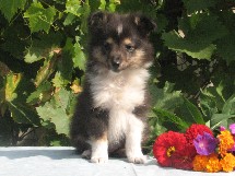 puppies