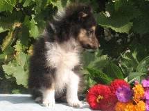 puppies