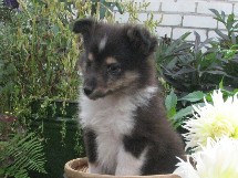 puppies