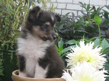 puppies