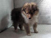 puppies